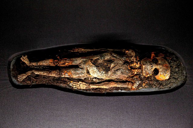 The remains of one of two infant daughters of Egyptian King Tutankhamun (1341-1323 BC) are displayed inside the Tutankhamun Gallery at the Egyptian Grand Museum near the Giza pyramids in Cairo on November 4, 2025. Egypt officially opened on November 1, 2025 the Grand Egyptian Museum, a long-awaited, billion-dollar showcase of pharaonic grandeur that Cairo hopes will revive tourism and boost its battered economy. The undisputed star is King Tutankhamun's collection of more than 5,000 objects, many displayed together for the first time. (Photo by Khaled Desouki/AFP Photo)