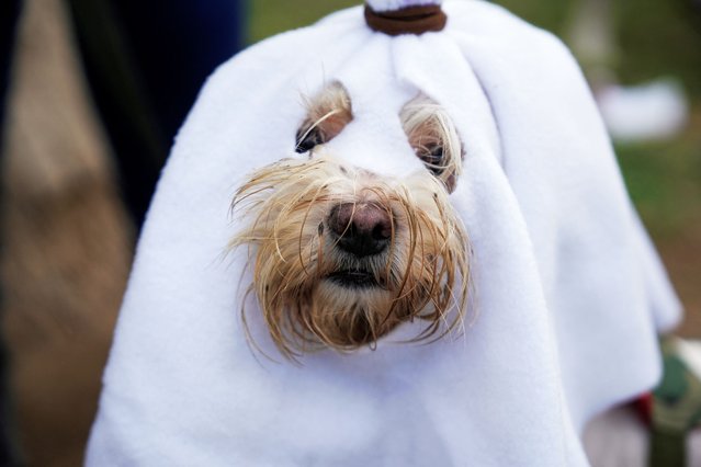 A dog dressed in a Halloween costume participates in a pet costume competition, in Lima, Peru on October 25, 2024. (Photo by Angela Ponce/Reuters)