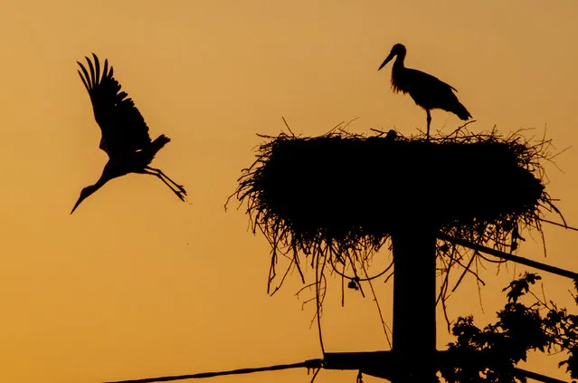 A stork starts off its nest in the Taunus region near Frankfurt, Germany, Wednesday, May 31, 2023. (Photo by Michael Probst/AP Photo)