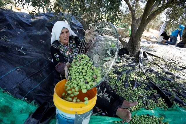 A Palestinian woman sorts freshly picked olives during harvest at a farm in the West Bank village of Biet Owwa, south of Hebron October 24, 2016. (Photo by Mussa Qawasma/Reuters)