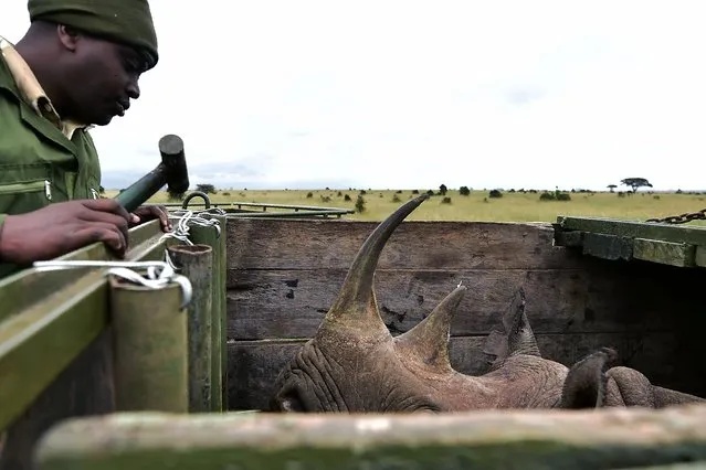 A Kenya Wildlife Services (KWS) translocation team member checks on a female black rhinoceros in her crate after she has just been revived from sedation, as it is one of three individuals about to be translocated, in Nairobi National Park, on June 26, 2018. Kenya Wildlife Services proceeded to relocate some rhinoceroses on June 26, 2018 from Nairobi National Park to Tsavo-East National Park in an effort to repopulate habitat around the country which rhinoceros population had been decimated by poaching and harsh climatic changes. (Photo by Tony Karumba/AFP Photo)