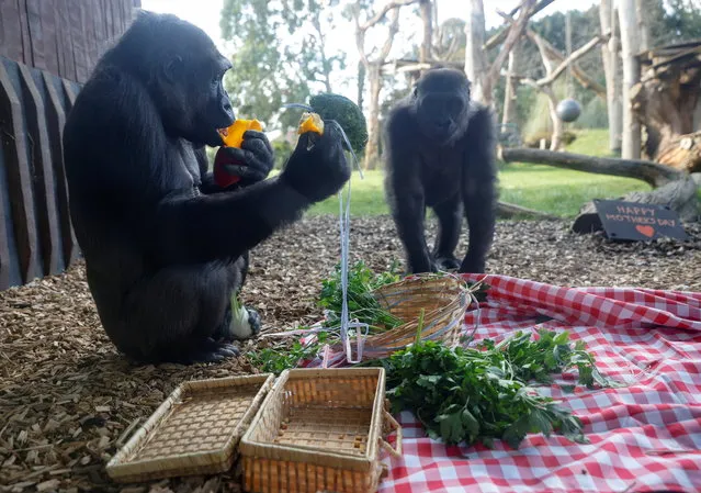Western-lowland gorillas take part in a Mother’s Day picnic provided by their keepers during a photo-call at ZSL London Zoo in London, Britain, March 11, 2021. (Photo by John Sibley/Reuters)