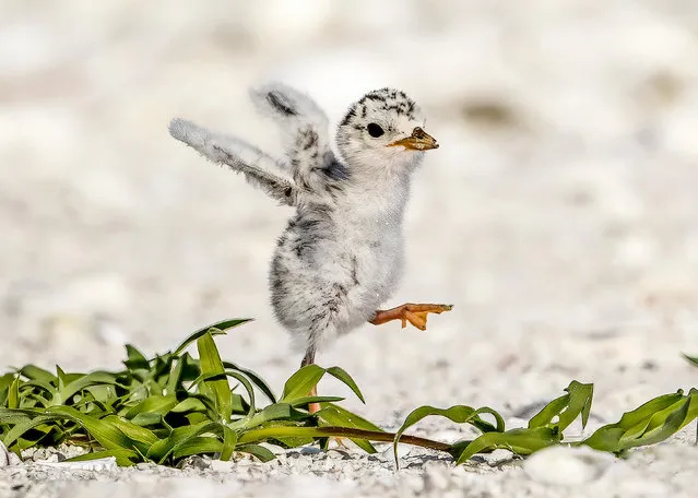 A tern chased away a ghost crab that was threatening its chicks at a beach near Fort Myers, Florida in the last decade of June 2023, before feeding them with freshly caught fish. (Photo by Judy Rogero/Solent News)