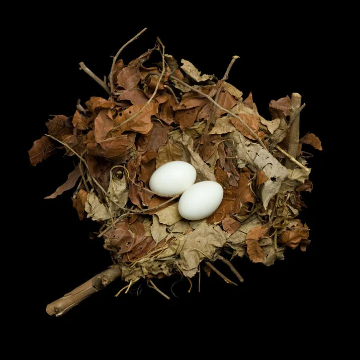 Bird Nest by Sharon Beals Part 2