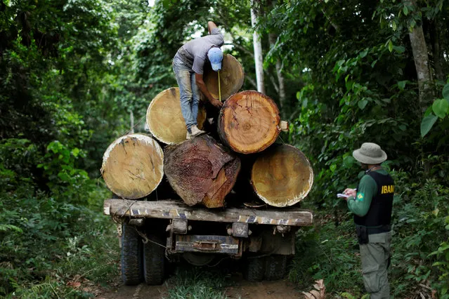 A Brazilian Institute for the Environment and Renewable Natural Resources, or Ibama, agent measures a tree trunk during an operation to combat illegal mining and logging in the municipality of Novo Progresso, Para State, northern Brazil, November 11, 2016. (Photo by Ueslei Marcelino/Reuters)