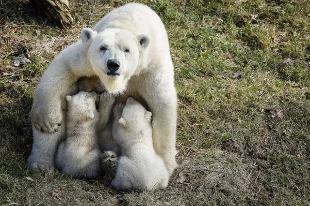 Polar bear twins make their first public appearance with their mother “Freedom” at Ouwehands Zoo Rhenen, in Rhenen, The Netherlands, 19 February 2015. The twins, who were born in November 2014, have not been named because their gender has not yet been determined. (Photo by Bart Maat/EPA)