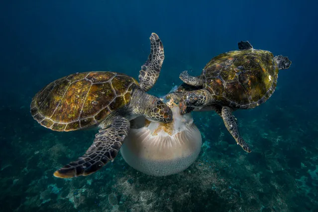 Green turtles devour the soft tentacles of a jellyfish in a shot from the action section by Scott Portelli. (Photo by Scott Portelli/2016 National Geographic Nature Photographer of the Year)