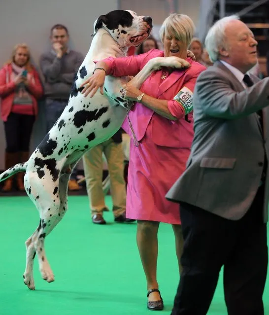 A great dane with its owner after they first in their class during the second day of Crufts dog show at the National Exhibition Centre on Friday March 6, 2015 in Birmingham, England. First held in 1891, Crufts is said to be the largest show of its kind in the world, the annual four-day event, features thousands of dogs, with competitors travelling from countries across the globe to take part and vie for the coveted title of 'Best in Show'. (AP Photo/Rui Vieira)