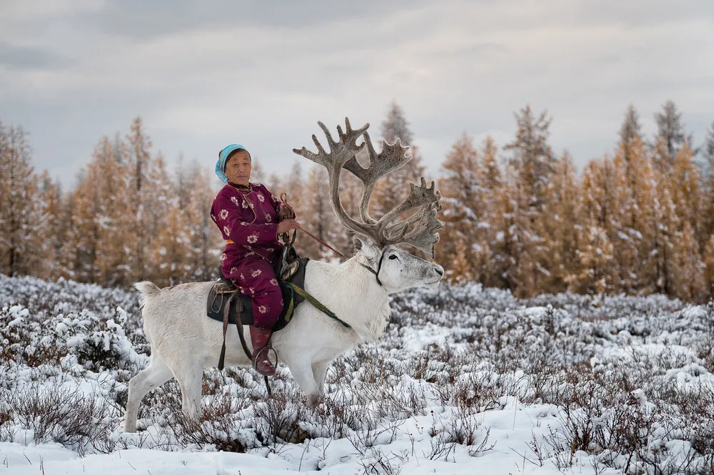Navigate the Snowy Landscapes of Mongolia with Reindeer Herding Family