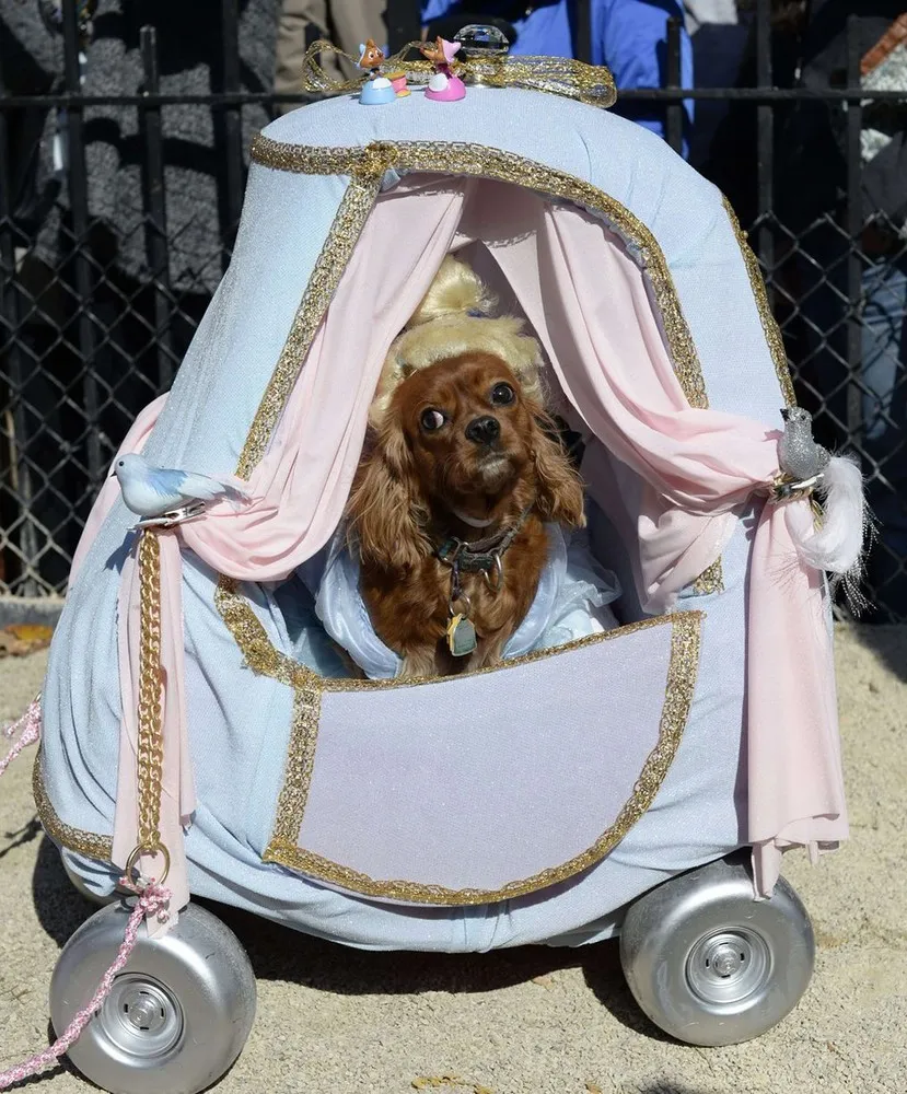 Pets Dress Up for Halloween
