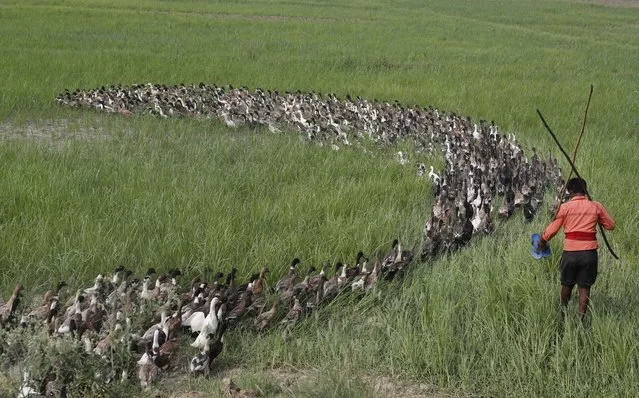 An Indian farmer herds a flock of newly purchased ducks through an agricultural field, on the outskirts of Chanduli district, Uttar Pradesh state, India, Sunday, July 11, 2021. (Photo by Rajesh Kumar Singh/AP Photo)