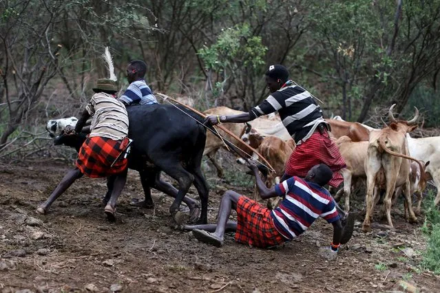 Young Pokot men restrain a bull as they prepare to extract blood from its neck with an arrow, during an initiation ceremony of young men in Baringo County, Kenya, January 20, 2016. (Photo by Siegfried Modola/Reuters)
