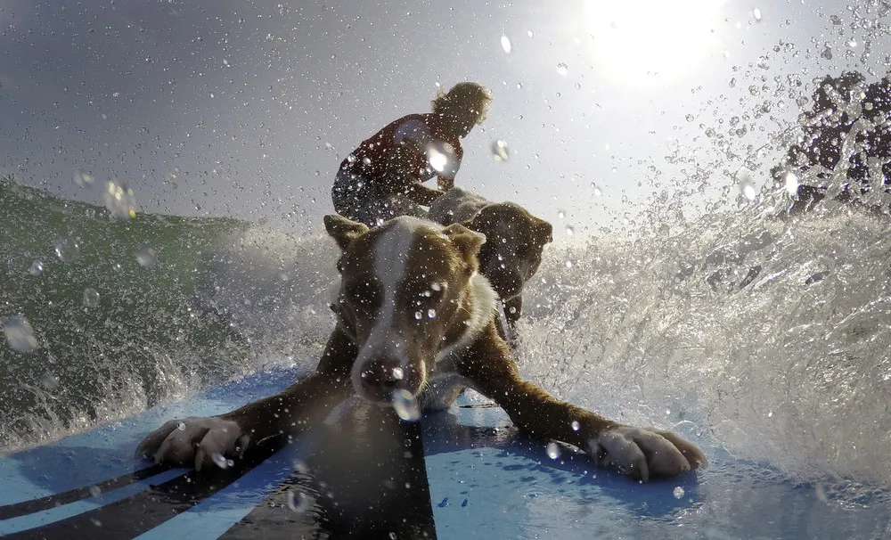 Surfing with Dogs