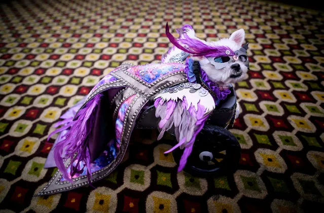 A dog, dressed up for a show, sits backstage at the 16th annual New York Pet Fashion Show on February 7, 2019 in New York City. (Photo by Johannes Eisele/AFP Photo)