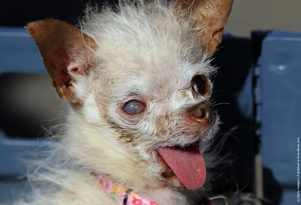 Canines Compete In World's Ugliest Dog Contest