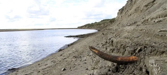 A mammoth tusk is pictured by a river on the Taimyr Peninsula in Siberia in this image released to Reuters on April 22, 2015. The most complete genetic information assembled on woolly mammoths is providing insight into their demise, revealing they suffered two population crashes before a final, severely inbred group succumbed on an Arctic Ocean island. (Photo by Love Dalen/Reuters)
