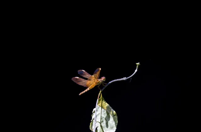 A dragonfly is seen in a garden in Kathmandu, Nepal, 28 September 2018. Dragonflies are important predators that eat mosquitos and other small insects such as flies, bees, ants and wasps. (Photo by Narendra Shrestha/EPA/EFE)