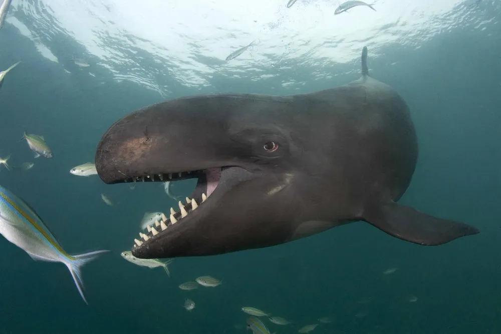 “Smiley” False Killer Whale