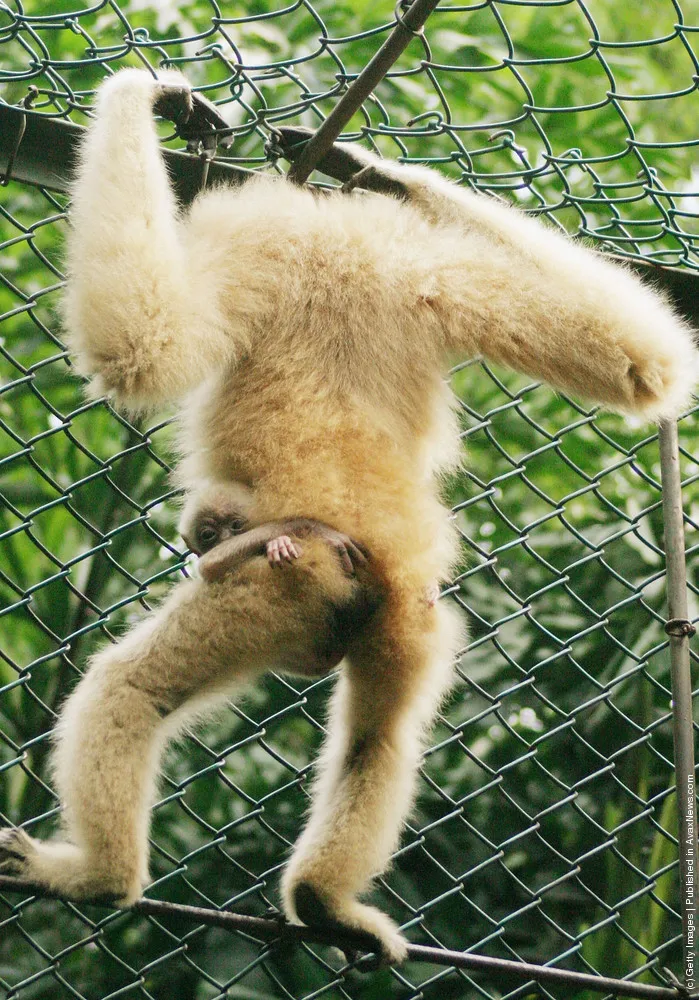 Newborn White-Cheeked Gibbon