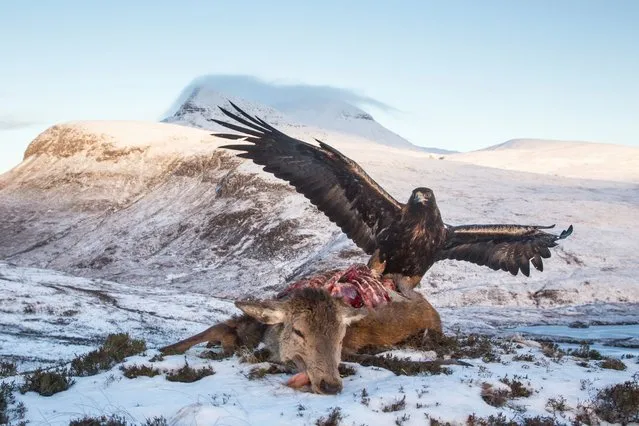 A golden eagle (Aquila chrysaetos) feeding on a red deer carcass (Assynt, Scotland). This image has an ecological story behind it. Not so long ago, Scotland was home to a much wider range of predators, including wolf and lynx. Hunted to extinction, their demise is more than a loss of a species, it’s the loss of a valuable ecological process. Predator-prey dynamics are complex and play an essential role in healthy living systems. This deer will not only feed a top predator like a golden eagle but a whole host of scavengers, from foxes and badgers down to burying beetles and bacteria. (Photo by Peter Cairns/naturepl.com/LDY Agency)