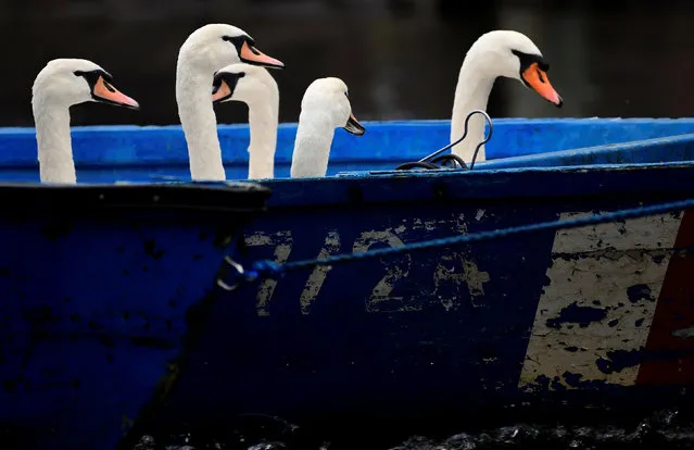Swans are carried in a boat after they were caught at Hamburg's inner city lake Alster by Olaf Niess and his team to bring them in their winter quarters in Hamburg, Germany on November 16, 2021. (Photo by Fabian Bimmer/Reuters)