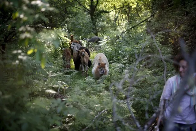 Lisa Vella-Gatt, 46, walks with her alpacas by a valley near Benfeita, Portugal May 11, 2015. (Photo by Rafael Marchante/Reuters)