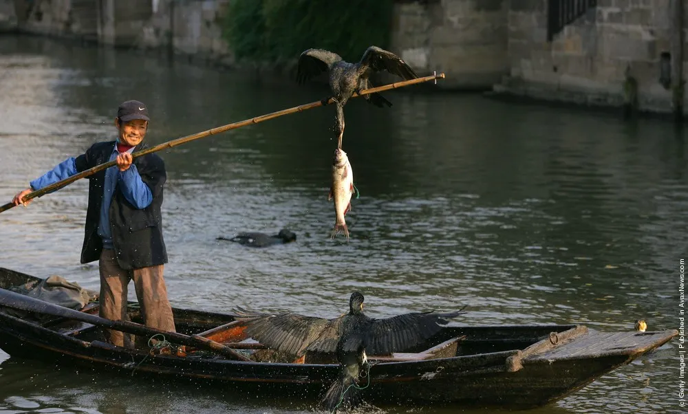 Cormorant Fishing