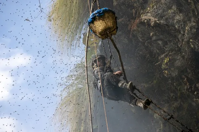 Devi Bahadur Nepali, an experienced honey hunter climbs on a bamboo rope to harvest cliff honey in Dolakha, 115 miles east of Kathmandu, Nepal, November 19, 2021. (Photo by Niranjan Shrestha/AP Photo)