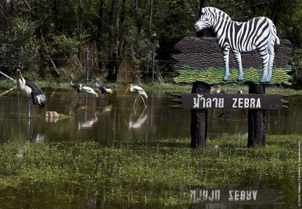 Thailand Floods Threaten Wildlife At Safari Park
