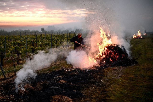 A worker spreads burning straw on the ground in a vineyard to create a smoke screen to keep temperatures above 0°Celsius and prevent vines from freezing due to a cold wave hitting the region, near Saint-Emilion, south-western France, on April 23, 2024. Temperatures are dropping and buds are already appearing: from Var to Burgundy, farmers are facing a week of danger, with the risk of frosts that could destroy future harvests. (Photo by Christophe Archambault/AFP Photo)