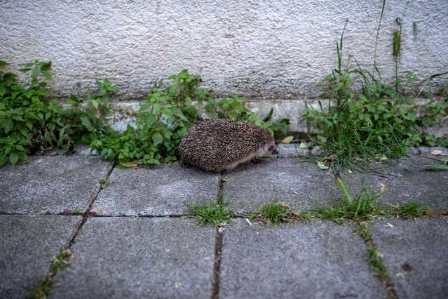 A hedgehog explores a garden in Istanbul, Turkey on May 11, 2024. (Photo by Onur Dogman/SOPA Images/Rex Features/Shutterstock)