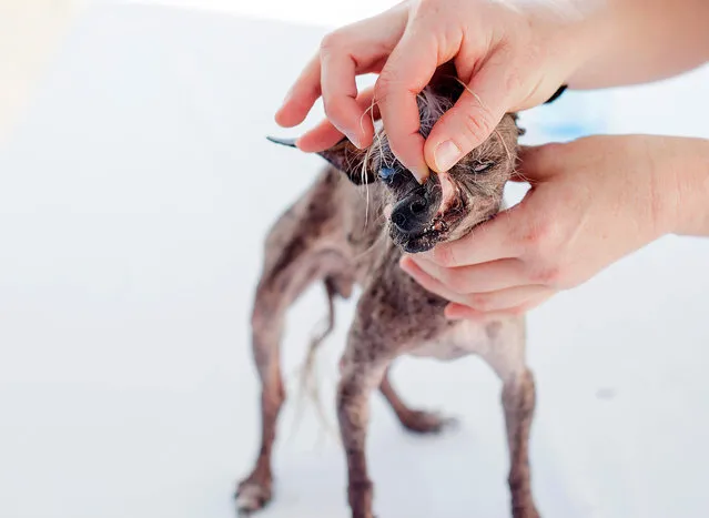 SweepeeRambo, a 16-year-old Chinese Crested, undergoes a vet check before competing in the World's Ugliest Dog Contest at the Sonoma-Marin Fair on Friday, June 26, 2015, in Petaluma, Calif. (Photo by Noah Berger/AP Photo)