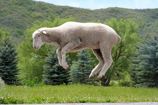 A sheep leaps from a truck for the Soldier Hollow Classic Sheepdog Championship Wednesday, May 22, 2024, in Midway, Utah. A herd of sheep was unloaded at the Soldier Hollow Nordic Center in preparation for the 2024 Soldier Hollow Classic Sheepdog Championship, which runs Friday, Saturday, Sunday and Monday. The competition, tests the herding skills of some of the world's most highly trained border collies and their handlers. (Photo by Rick Bowmer/AP Photo)