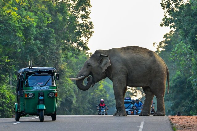A rickshaw drives past a wild elephant crossing a road in Habarana on February 20, 2024. (Photo by Ishara S. Kodikara/AFP Photo)