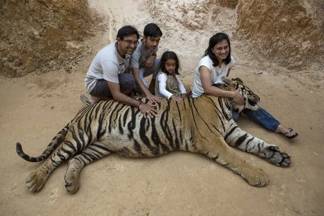 Visitors pose for photos at Tiger Temple in Kanchanaburi, Thailand, March 16, 2016. After complaints of trafficking in endangered species, the government is trying to shut down the attraction, and began removing the animals this year, but was ordered to stop after the temple filed a lawsuit in February. (Photo by Amanda Mustard/The New York Times)