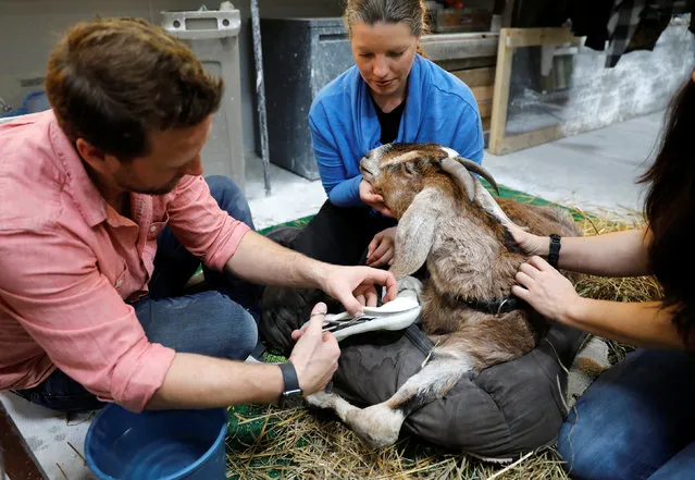 Derrick Campana of Animal Ortho Care (L) works to find a solution for Beauty, a goat who cannot stand on her permanently damaged legs, in Sterling, Virginia, U.S., March 27, 2017. (Photo by Kevin Lamarque/Reuters)