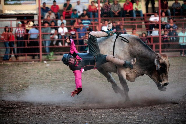 A bull rider falls off a bull while performing during a traditional bull riding event during the celebration of a religious feast held in honour of the Candelaria Virgin in Teustepe, Nicaragua on February 5, 2023. When Eveling Perez was a teenager she started to feel an attraction to bull riding but her brother told her it was only “for men” in a Nicaragua where machismo (male chauvinism) was, and still is, the norm. (Photo by Oswaldo Rivas/AFP Photo)