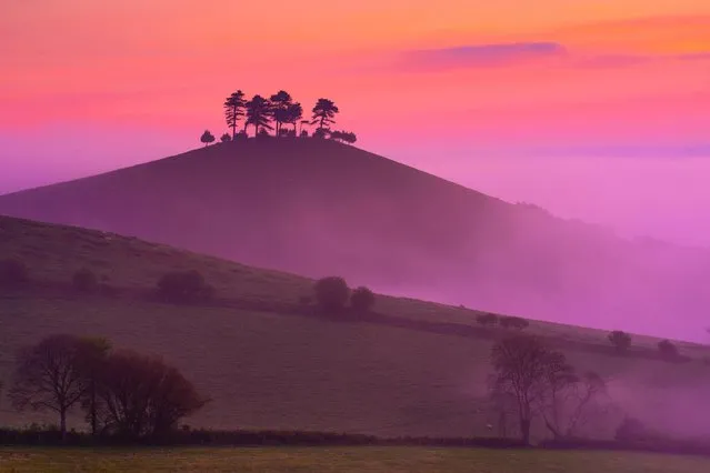 The trees on the iconic local landmark are silhouetted against glorious sunrise colours on a misty morning near Colmers Hill in Dorset, England on May 1, 2019. (Photo by Celia McMahon/Alamy Live News)