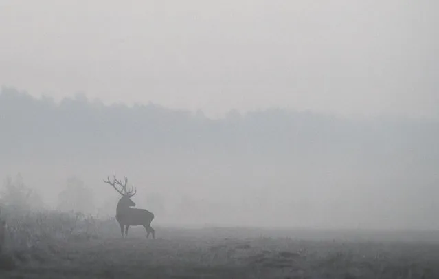 A male deer is seen in a field in Republican landscape reserve “Nalibokski” near the village of Kozliki, Belarus on September 27, 2019. (Photo by Vasily Fedosenko/Reuters)