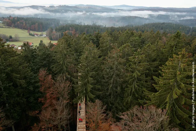 Visitors of the world's longest tree top walk between the trees of the Bavarian forest