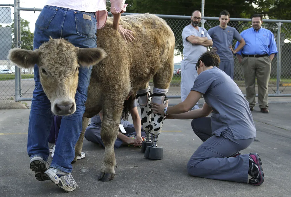 Rescued Calf Gets New High-tech Prosthetics
