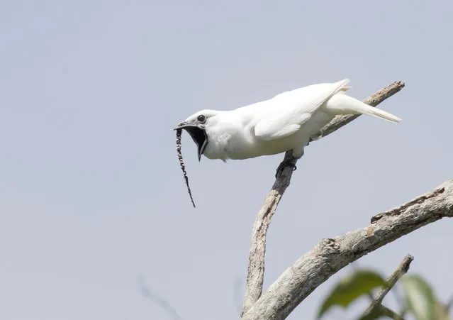 A male white bellbird, which lives in the mountains of the north-eastern Amazon and was recorded at 125 decibels when screaming its mating call, three times louder than the next bird in the pecking order, the screaming piha, in a study published this week. (Photo by Anselmo d’Affonseca/Cell Press)