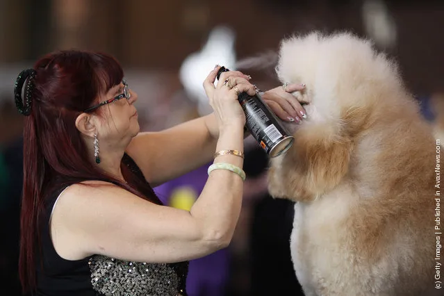 An owner applies hair spray to her Standard Poodle on Day one of Crufts at the Birmingham NEC Arena