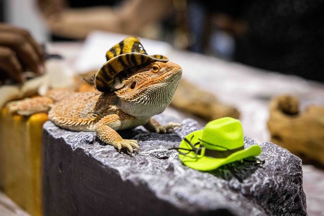 A lizard wears a cowboy hat at Pet Expo Thailand on May 06, 2023 in Bangkok, Thailand. Dogs take part in a skateboarding competition at Pet Expo Thailand, a four day exhibition held at the Queen Sirikit National Convention Center. Dogs were judged on form and agility and separated into novice and experienced categories. Placing first place in the novice category was Mui and first in the experienced category was Suradej. Both house pets and exotic animals were featured at the expo, with visitors and their pets able to interact with them. (Photo by Lauren DeCicca/Getty Images)