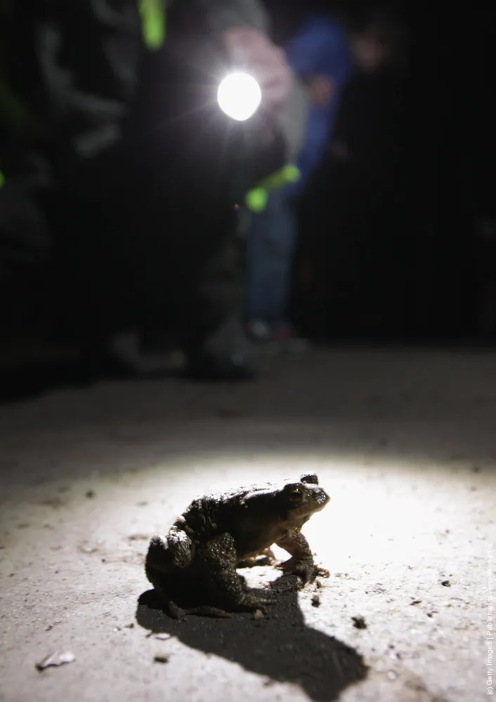 Amphibian Migrations Launch in Spring Weather