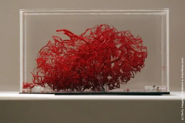 A corrosion cast of blood vessels in the brain made from resin is displayed at the Wellcome trusts new 'Brains' exhibition