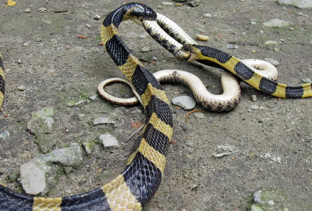 Venomous banded Krait snakes fight among themselves in the city Jalpaiguri, India on May 30, 2016. (Photo by Roni Chowdhury/Barcroft Images)