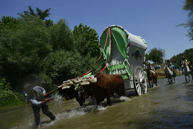 A pilgrim preceding a wagon pulled by oxen crosses the Quema river followed by pilgrims on horses during the annual El Rocio pilgrimage in Villamanrique, near Sevilla on June 1, 2017. (Photo by Cristina Quicler/AFP Photo)
