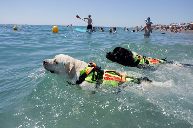 Buddy, a 1-year-old male Labrador Retriever dog, and Mai, a 1-year-old, a female Newfoundland dog, of U.C.E (Canine Emergency Unit) MresQ, swim during a rescue training in the Mediterranean Sea, at Levante beach, in Torre del Mar, southern Spain on August 18, 2024. (Photo by Jon Nazca/Reuters)