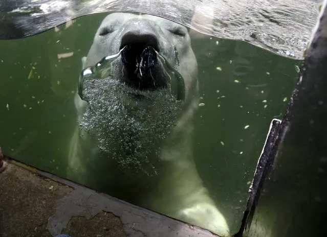 A polar bear swims underwater in its enclosure on a hot summer day at Prague Zoo, Czech Republic, July 30, 2015. (Photo by David W. Cerny/Reuters)
